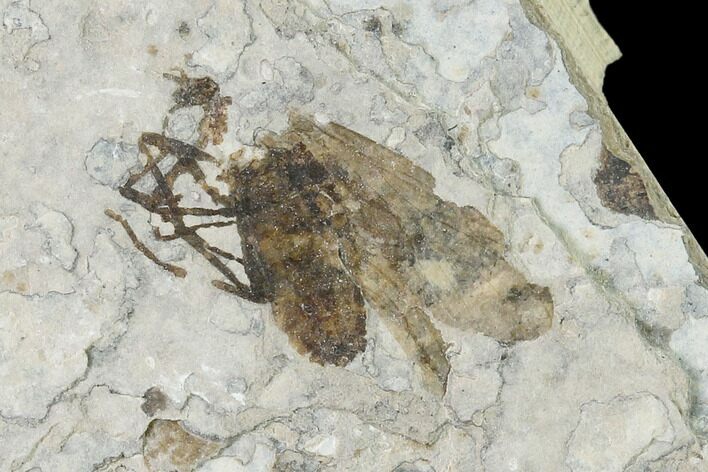 Fossil March Fly (Plecia) - Green River Formation #138499
